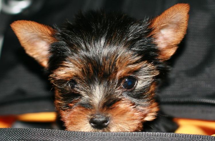 Perro pequeño