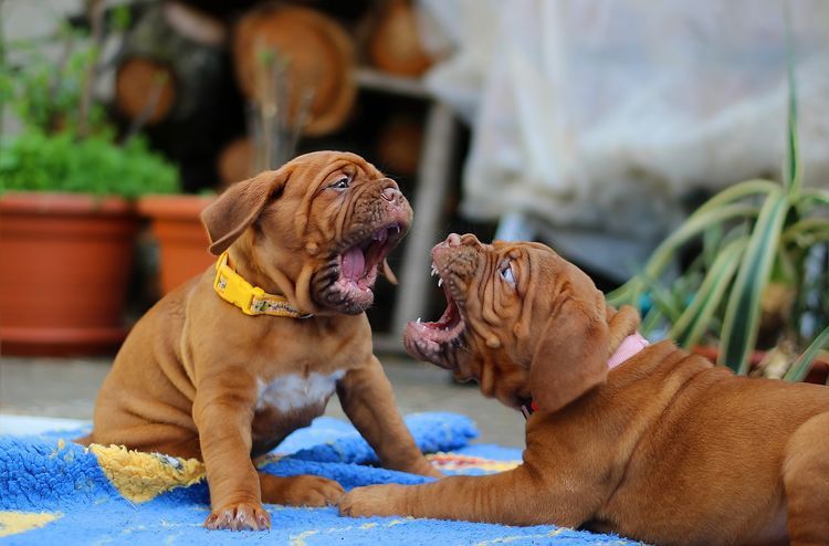 Shar Pei