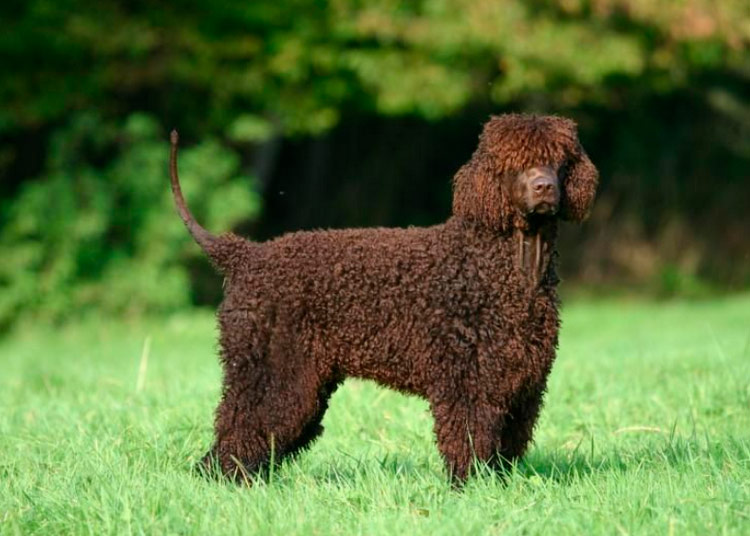 corte de exhibición del Spaniel de agua irlandés