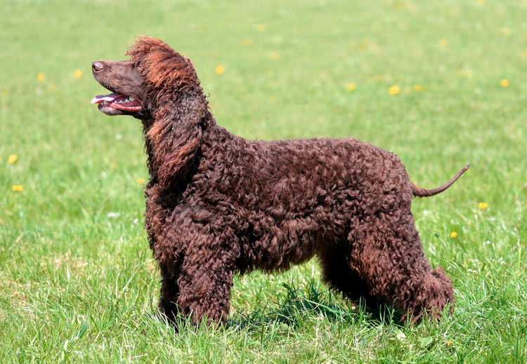 Estándar del Spaniel de Agua Irlandés