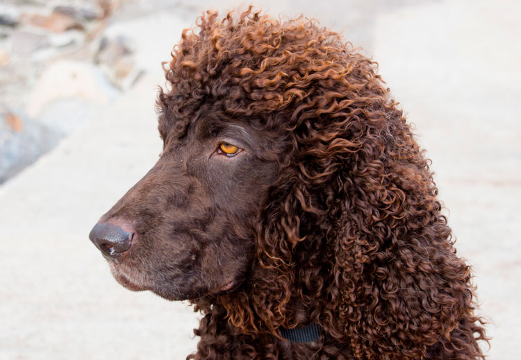 Foto de spaniel de agua irlandés