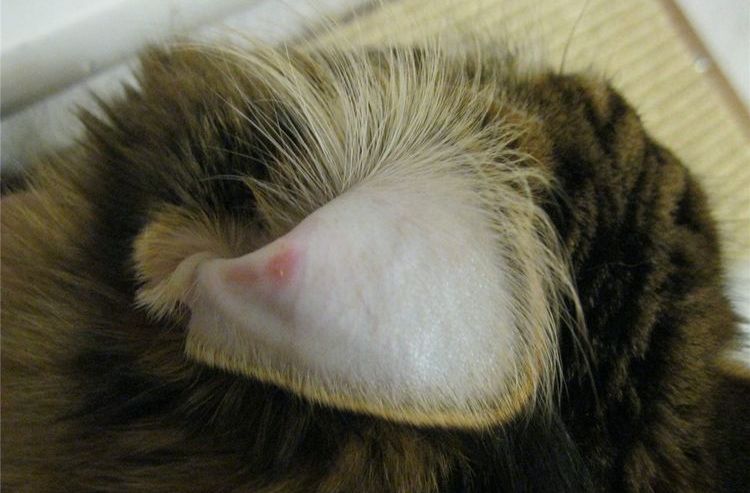 Otitis en el gato