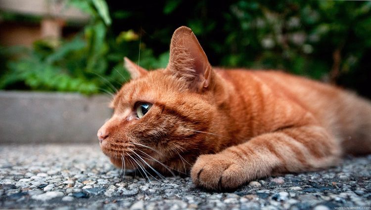 Gato rojo tumbado