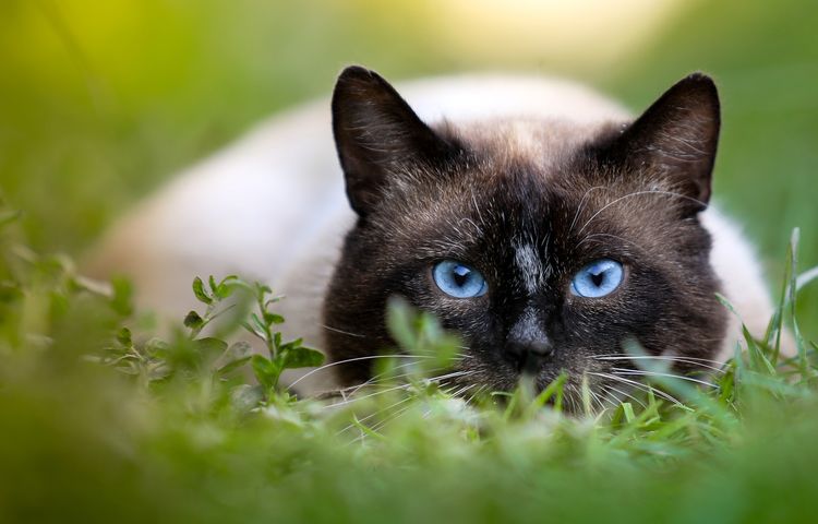 Gato con ojos azules