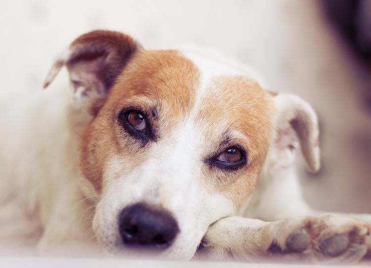 Trauriger Hund