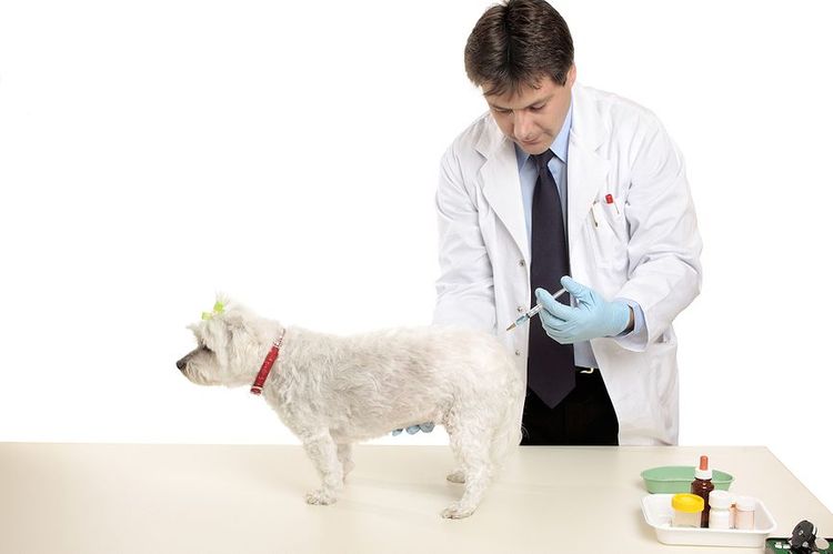 Intramuskuläre Injektion beim Hund