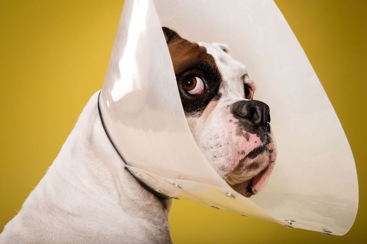 Hund mit Halskragen