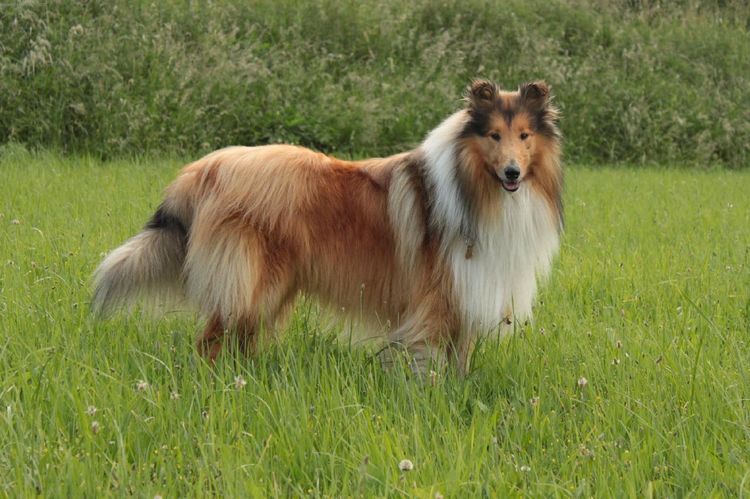 Collie