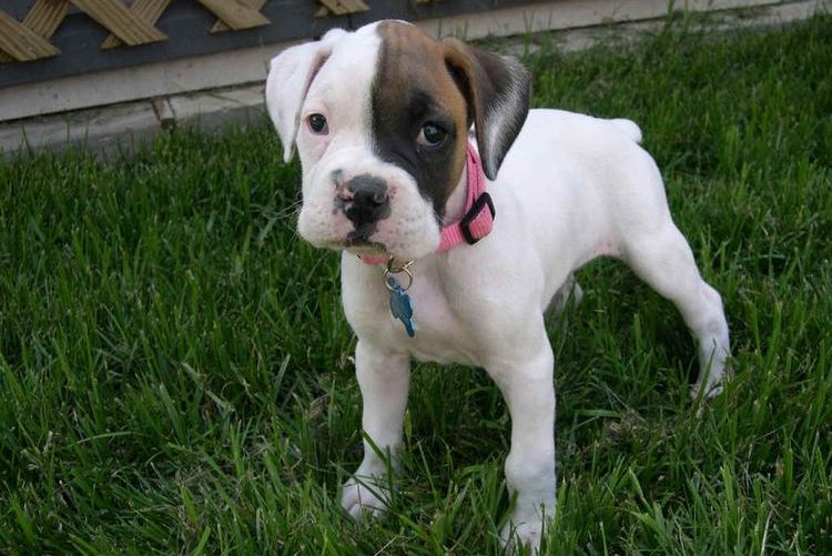 Cachorro divertido