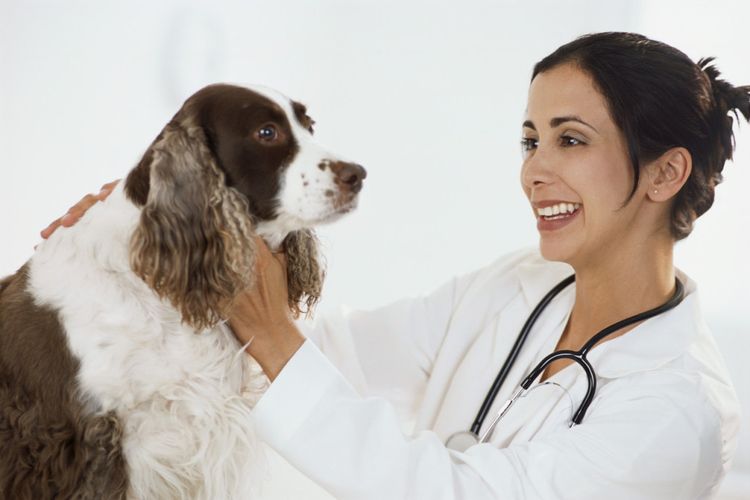 Cocker spaniel en el veterinario