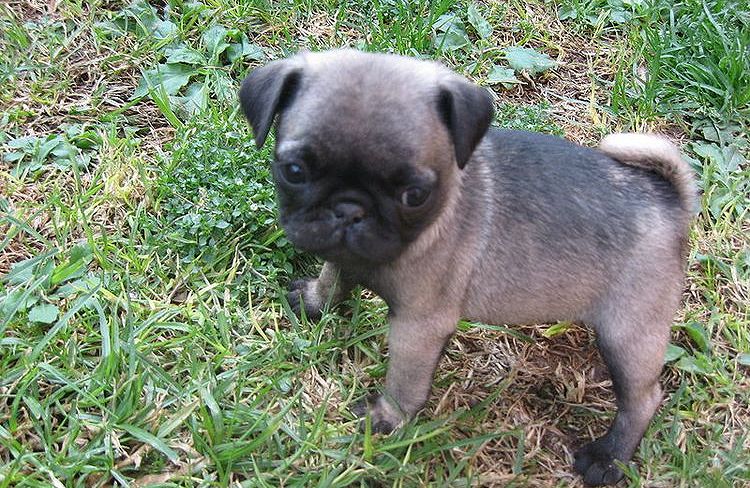 Cachorro pequeño