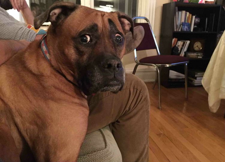 Perro sorprendido