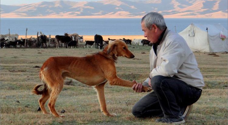 El perro da la pata al dueño