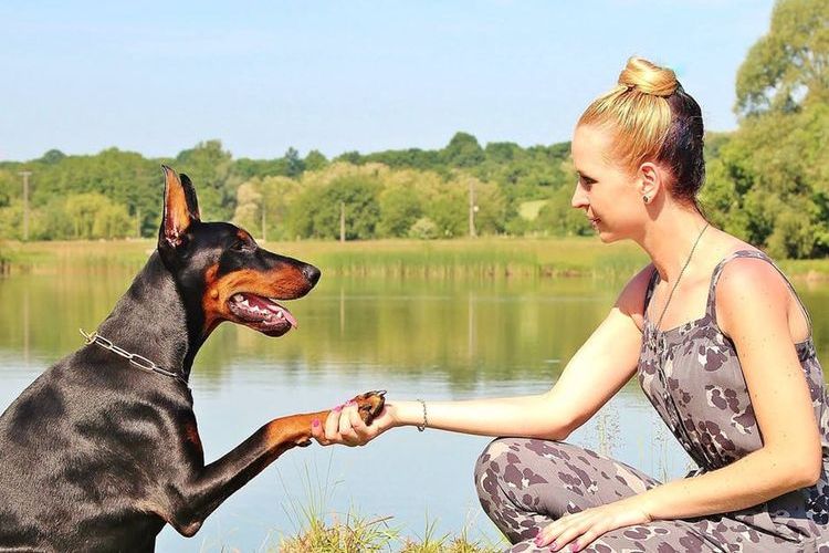 Doberman da la pata