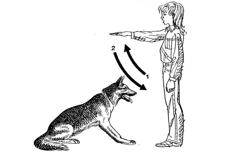 Cómo dar órdenes al perro