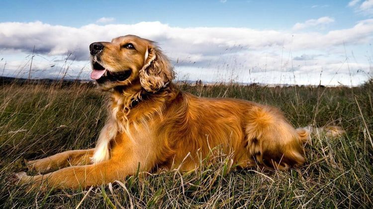El perro tumbado en la hierba
