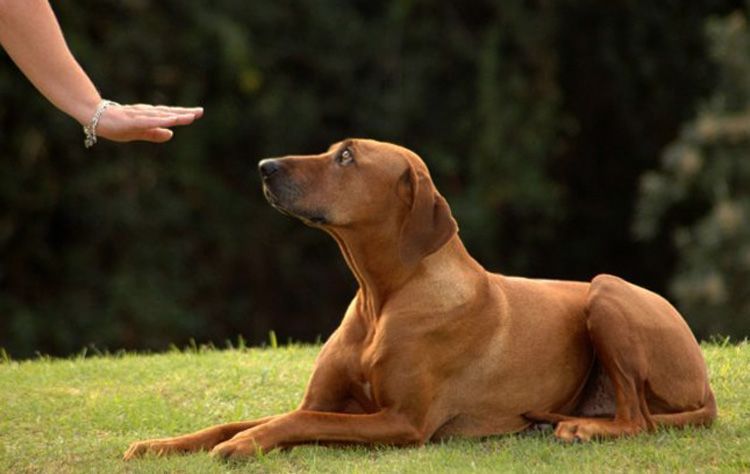 Se enseña al perro la orden de echarse