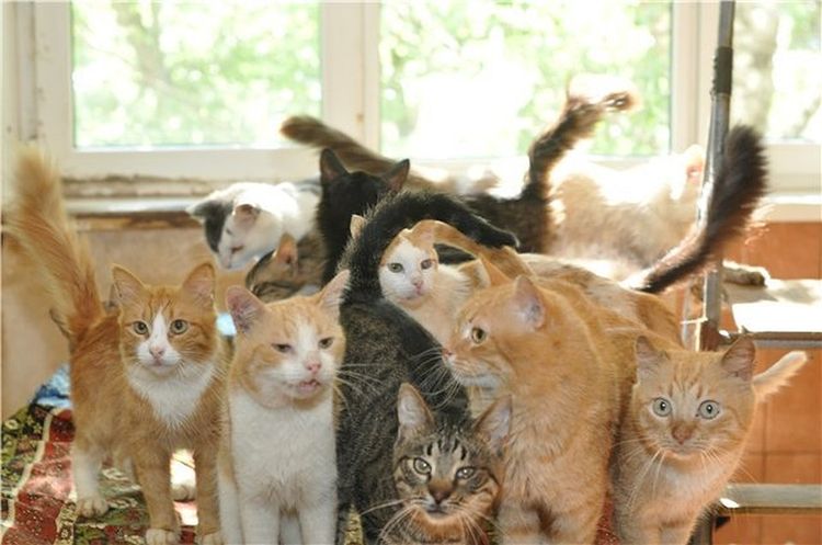 Amor excesivo a los gatos