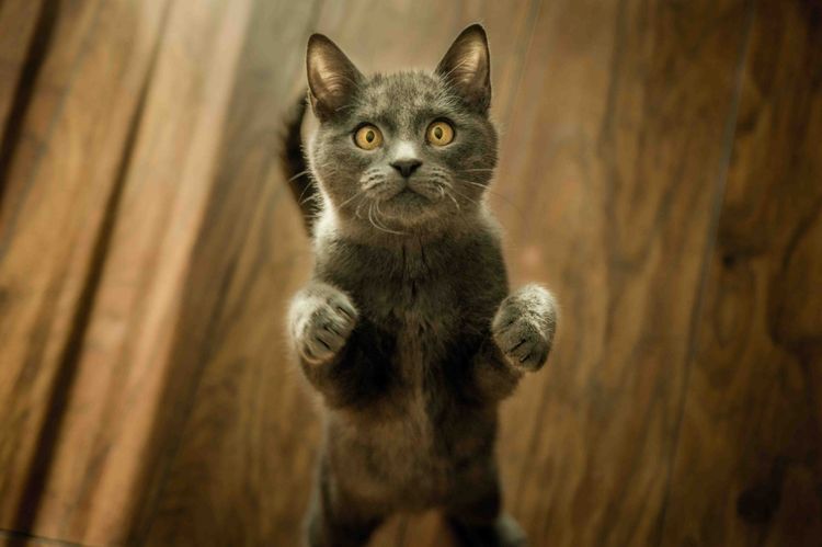 Un gatito se sostiene sobre sus patas traseras