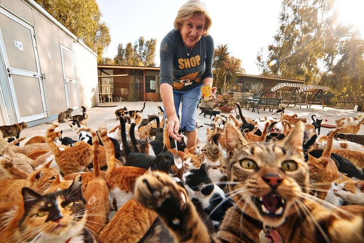Amor excesivo a los gatos