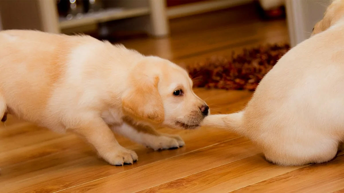 Cachorros jugando
