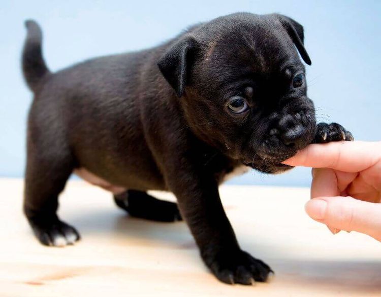 El cachorro muerde