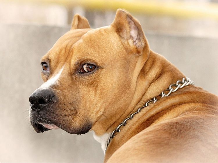 Perro
