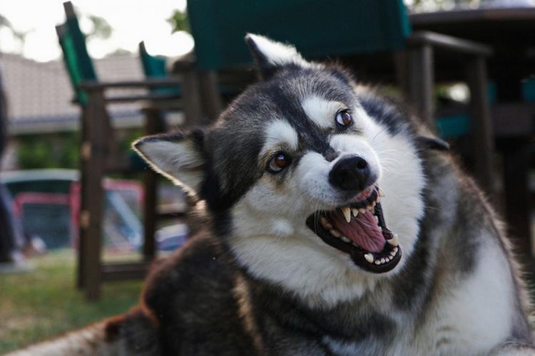 Cómo enseñar a un perro a no morder
