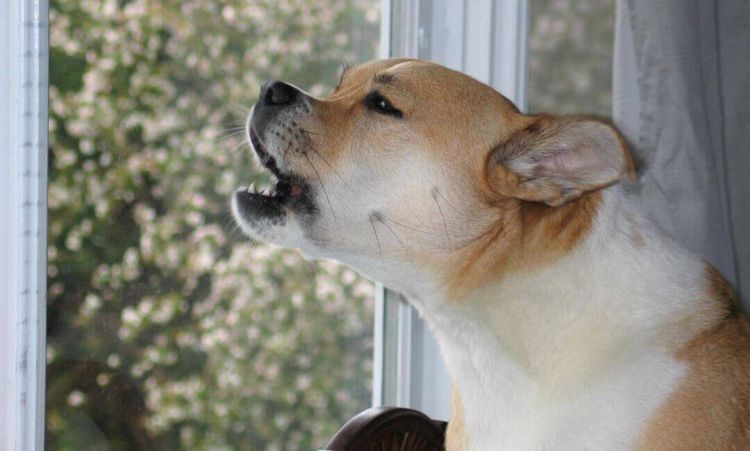 El perro ladra a la ventana