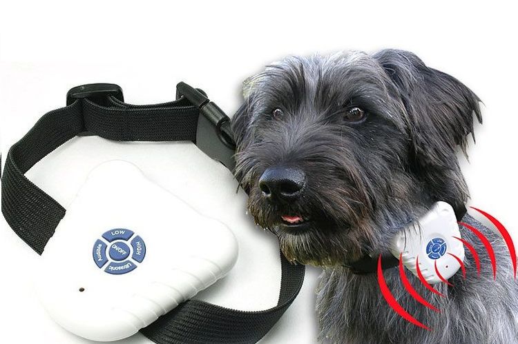 Perro con collar antiladridos