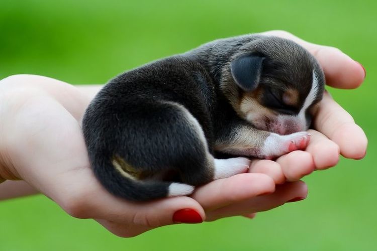 Cachorro en la palma de la mano
