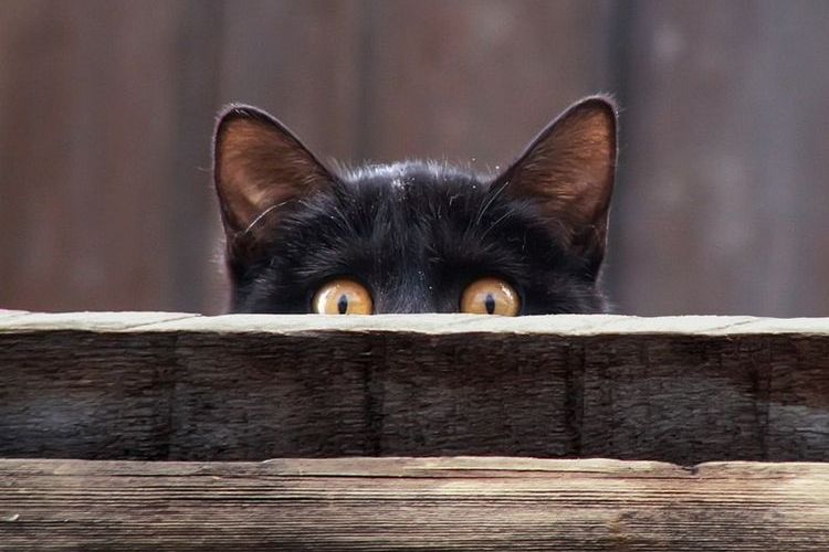 Un gatito negro se asoma desde su escondite