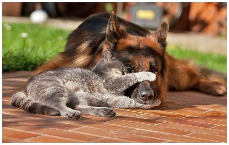 Gatito y perro pastor