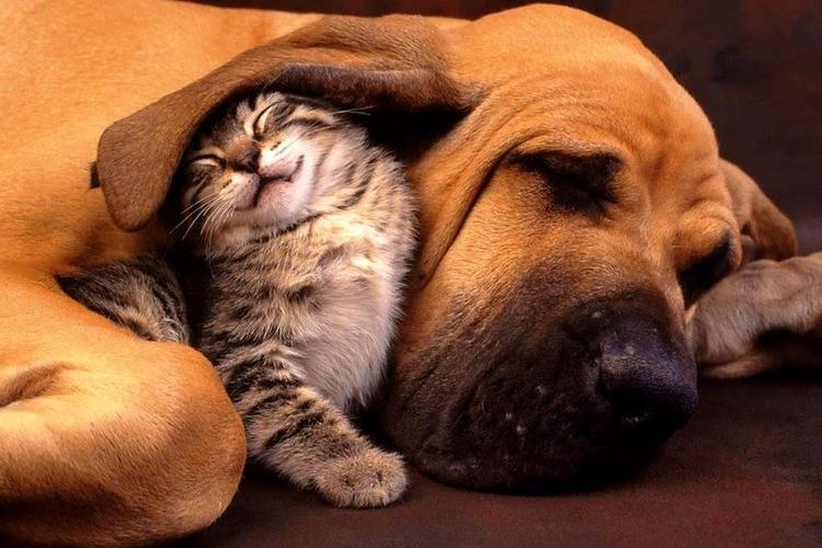 Gatito y basset