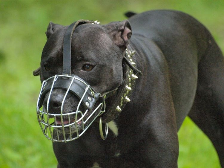 Perro con bozal