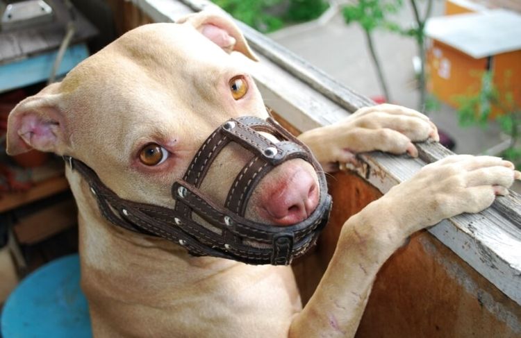 Cachorro con bozal