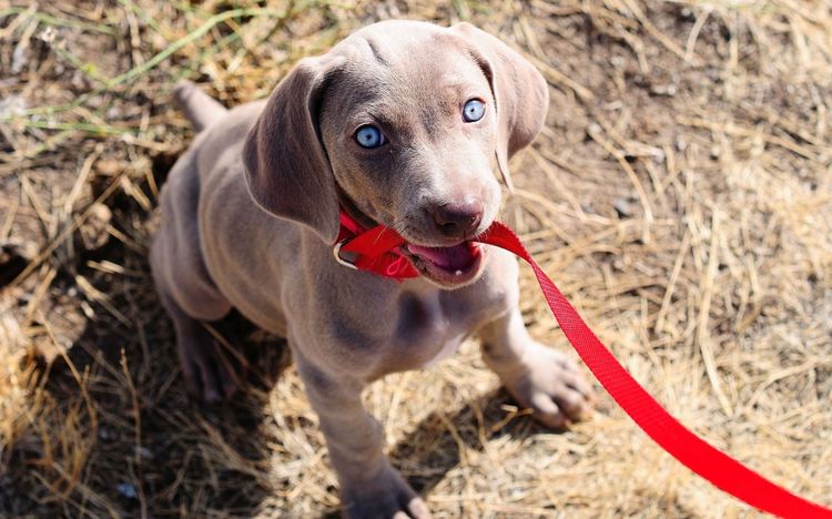 El cachorro sostiene la correa