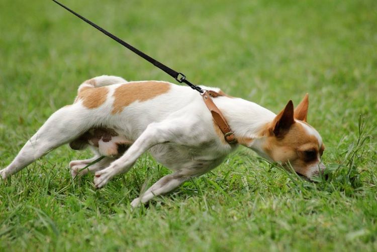 El perro tira de la correa
