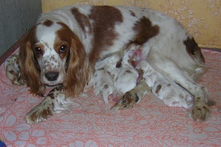 Retriever con cachorros