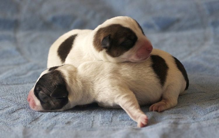 Cachorros recién nacidos
