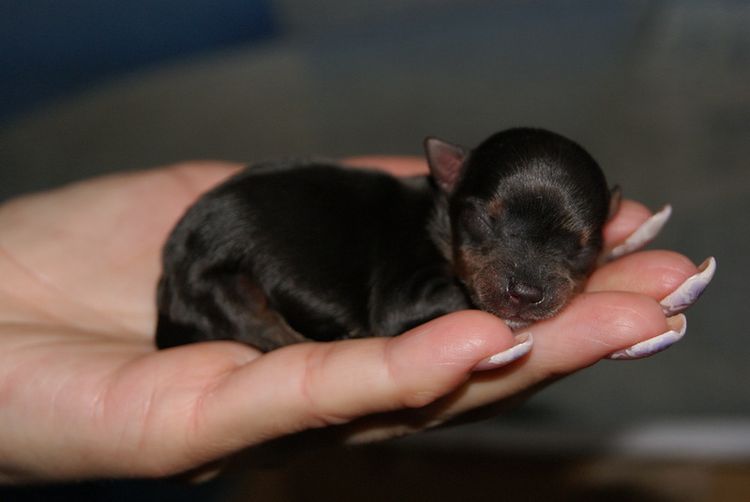 Cachorro recién nacido en la palma de la mano