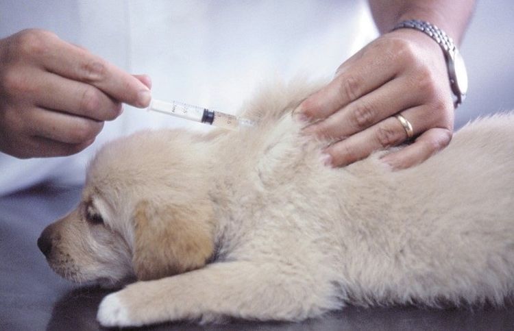 Se administra una inyección en la cruz a un cachorro