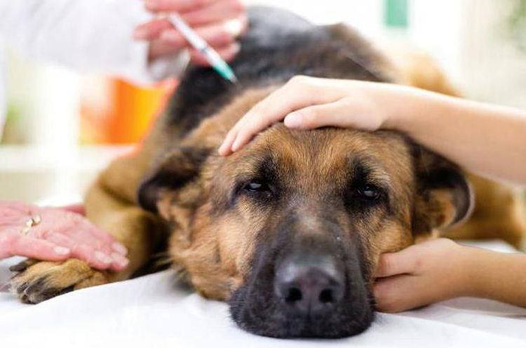 A un perro pastor se le pone una inyección en el músculo
