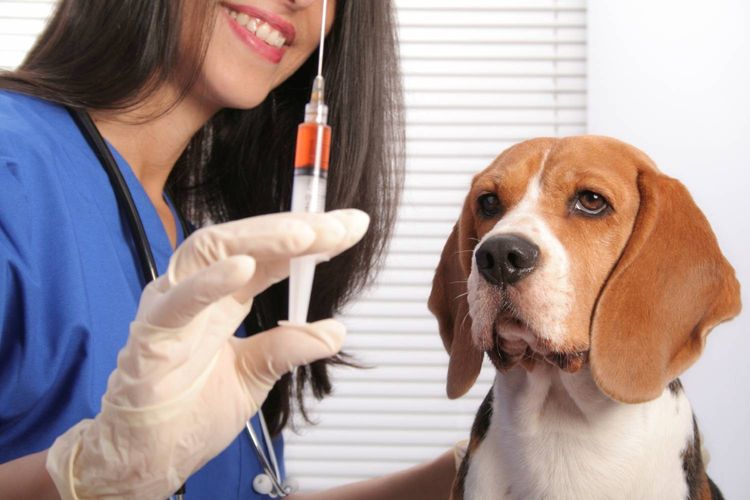 El veterinario sostiene la jeringa con el medicamento