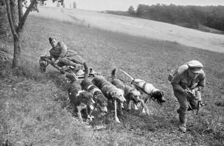 Perros sanitarios durante la Gran Guerra Patria