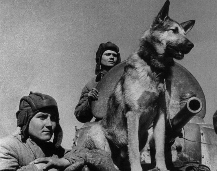 Perros saboteadores durante la Gran Guerra Patria