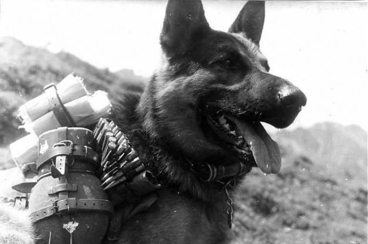 Perro demoledor durante la Gran Guerra Patria