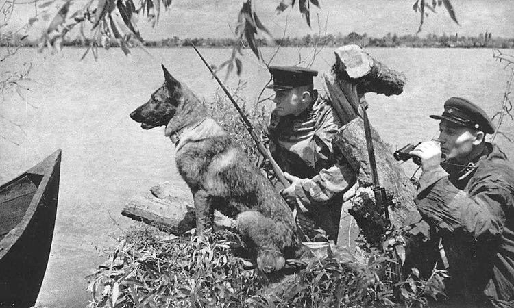 Perro zapador durante la Gran Guerra Patria