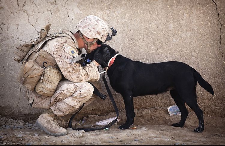 Perros durante la guerra