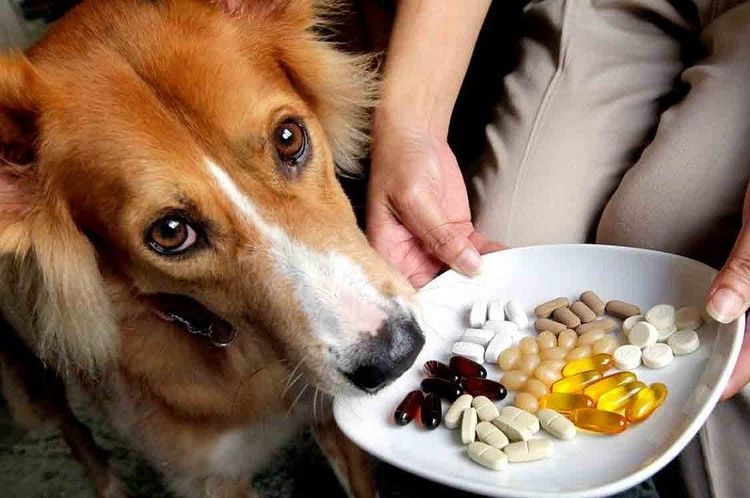 Perro y pastillas